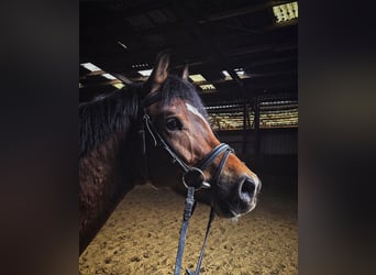 Poni alemán, Caballo castrado, 5 años, 145 cm, Castaño