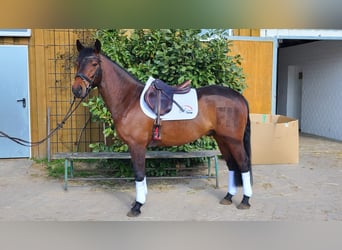 Poni alemán, Caballo castrado, 5 años, 145 cm, Castaño oscuro