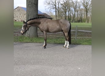 Poni alemán, Caballo castrado, 5 años, 145 cm