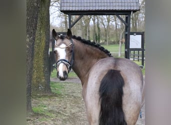 Poni alemán, Caballo castrado, 5 años, 145 cm