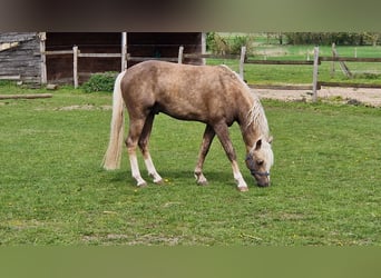 Poni alemán, Caballo castrado, 5 años, 145 cm, Palomino