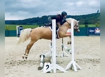 Poni alemán, Caballo castrado, 5 años, 145 cm, Palomino