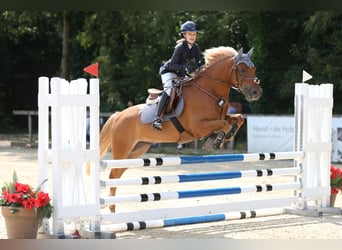 Poni alemán, Caballo castrado, 5 años, 146 cm, Alazán