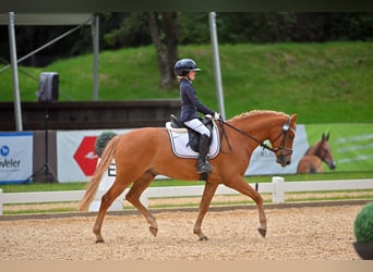 Poni alemán, Caballo castrado, 5 años, 146 cm, Alazán