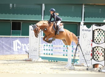 Poni alemán, Caballo castrado, 5 años, 146 cm, Alazán