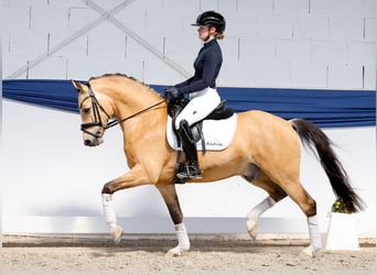 Poni alemán, Caballo castrado, 5 años, 146 cm, Bayo
