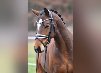 Poni alemán, Caballo castrado, 5 años, 146 cm, Castaño