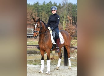 Poni alemán, Caballo castrado, 5 años, 146 cm, Castaño