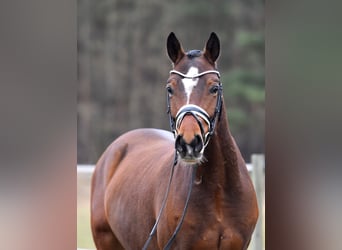 Poni alemán, Caballo castrado, 5 años, 146 cm, Castaño