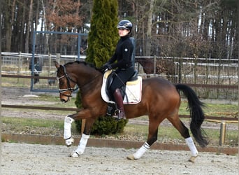 Poni alemán, Caballo castrado, 5 años, 146 cm, Castaño