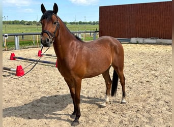 Poni alemán, Caballo castrado, 5 años, 146 cm, Castaño
