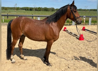 Poni alemán, Caballo castrado, 5 años, 146 cm, Castaño