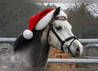 Poni alemán, Caballo castrado, 5 años, 146 cm, Tordo
