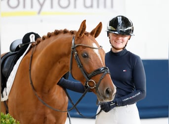 Poni alemán, Caballo castrado, 5 años, 147 cm, Alazán