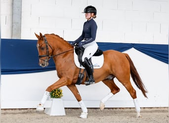 Poni alemán, Caballo castrado, 5 años, 147 cm, Alazán