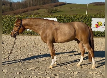 Poni alemán, Caballo castrado, 5 años, 147 cm, Alazán