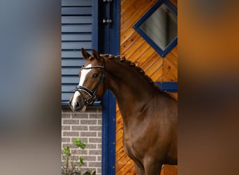 Poni alemán, Caballo castrado, 5 años, 147 cm, Alazán-tostado