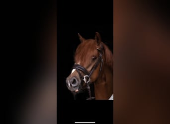 Poni alemán, Caballo castrado, 5 años, 147 cm, Alazán-tostado