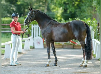 Poni alemán, Caballo castrado, 5 años, 147 cm, Alazán-tostado