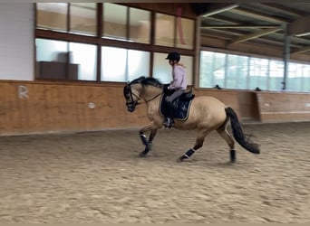 Poni alemán, Caballo castrado, 5 años, 147 cm, Bayo