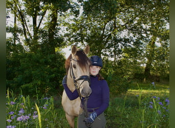 Poni alemán, Caballo castrado, 5 años, 147 cm, Bayo