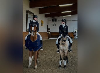 Poni alemán, Caballo castrado, 5 años, 147 cm, Bayo