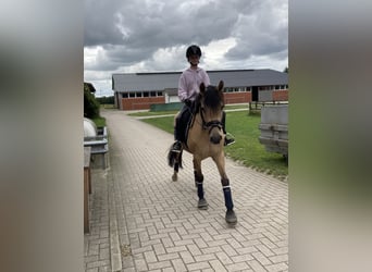 Poni alemán, Caballo castrado, 5 años, 147 cm, Bayo