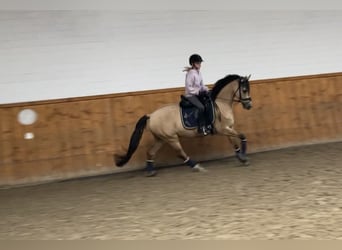 Poni alemán, Caballo castrado, 5 años, 147 cm, Bayo