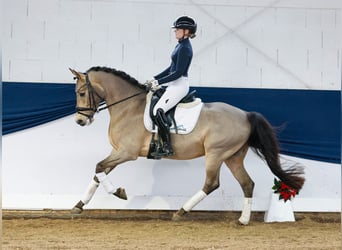 Poni alemán, Caballo castrado, 5 años, 147 cm, Bayo