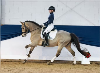 Poni alemán, Caballo castrado, 5 años, 147 cm, Bayo