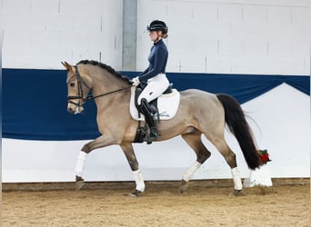 Poni alemán, Caballo castrado, 5 años, 147 cm, Bayo