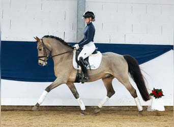 Poni alemán, Caballo castrado, 5 años, 147 cm, Bayo