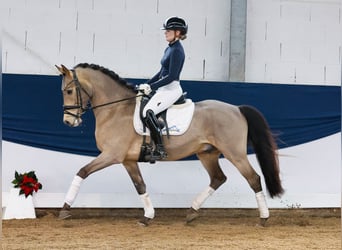 Poni alemán, Caballo castrado, 5 años, 147 cm, Bayo