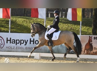 Poni alemán, Caballo castrado, 5 años, 147 cm, Buckskin/Bayo
