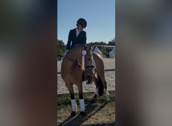 Poni alemán, Caballo castrado, 5 años, 147 cm, Buckskin/Bayo