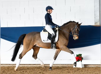 Poni alemán, Caballo castrado, 5 años, 147 cm, Castaño