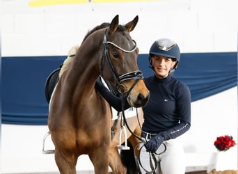 Poni alemán, Caballo castrado, 5 años, 147 cm, Castaño