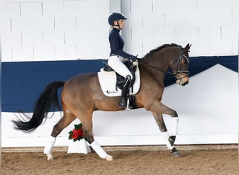 Poni alemán, Caballo castrado, 5 años, 147 cm, Castaño