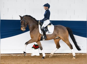 Poni alemán, Caballo castrado, 5 años, 147 cm, Castaño