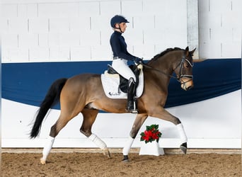 Poni alemán, Caballo castrado, 5 años, 147 cm, Castaño