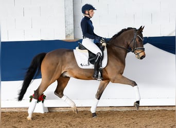 Poni alemán, Caballo castrado, 5 años, 147 cm, Castaño