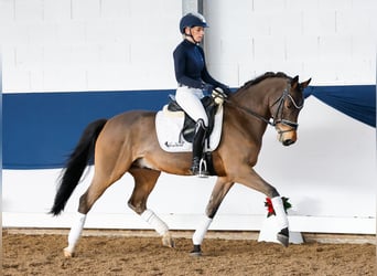 Poni alemán, Caballo castrado, 5 años, 147 cm, Castaño