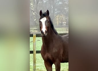 Poni alemán, Caballo castrado, 5 años, 147 cm, Castaño oscuro