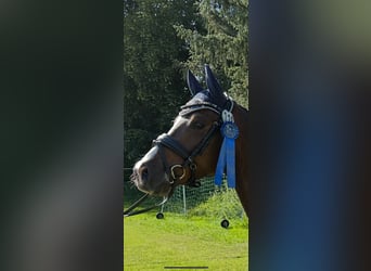 Poni alemán, Caballo castrado, 5 años, 147 cm, Castaño oscuro