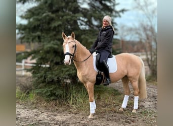 Poni alemán, Caballo castrado, 5 años, 147 cm, Palomino