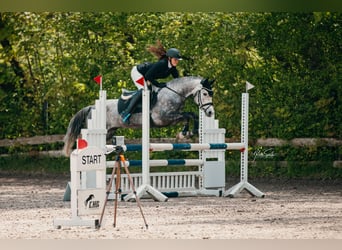 Poni alemán, Caballo castrado, 5 años, 147 cm, Tordo