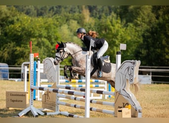 Poni alemán, Caballo castrado, 5 años, 147 cm, Tordo