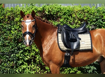 Poni alemán, Caballo castrado, 5 años, 148 cm, Alazán