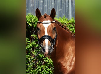 Poni alemán, Caballo castrado, 5 años, 148 cm, Alazán