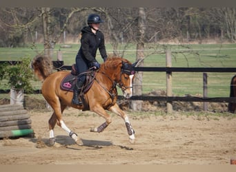 Poni alemán, Caballo castrado, 5 años, 148 cm, Alazán